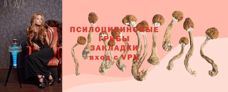 hydra вход  Поворино  Псилоцибиновые грибы Psilocybe 